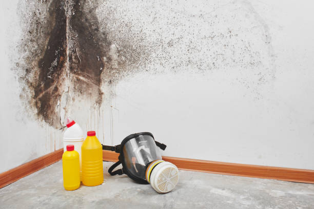 Professional Mold Remediation in Alma, NE