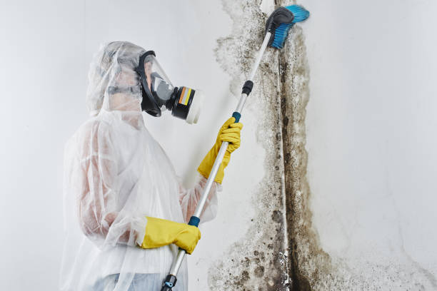 Best Black Mold Remediation in Alma, NE