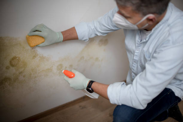 Best Bathroom Mold Remediation in Alma, NE