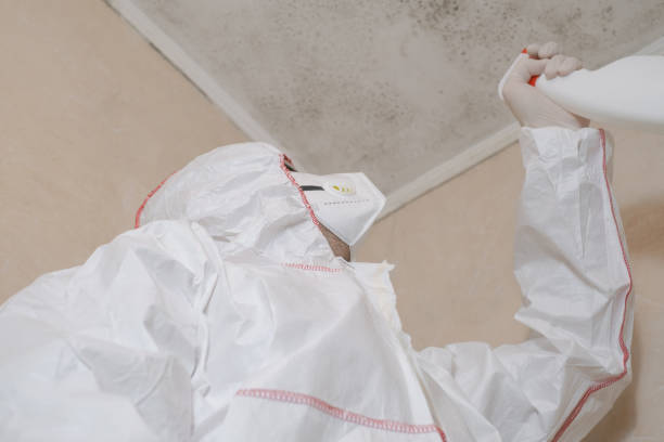 Best Attic Mold Remediation in Alma, NE