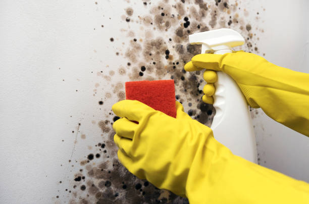 Best Residential Mold Remediation in Alma, NE